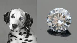 Make your pets cremains into a diamond.