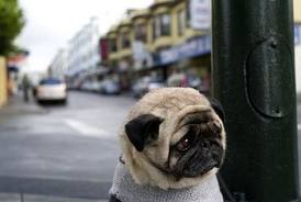 Depressed Dog