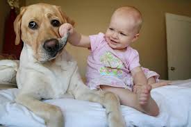 Introducing Dog to Baby on Animal Radio®