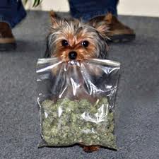 Dog in your stash