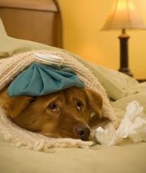 No Dog Flu!