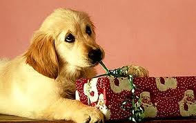 Gifts for your pet