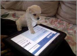 Teach your dog to use the iPad