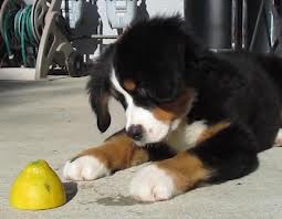 Dog Lemon Law