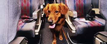 Frequent Flyer Miles for Fido