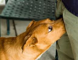 Let your dog sniff your date before you do!