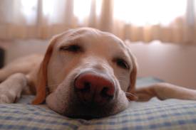 Canine REM Sleep Disorder