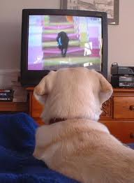 Dog TV?