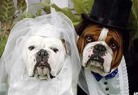 Dog Weddings