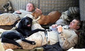 Dogs and Soldiers