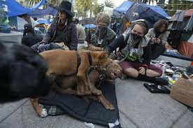 Parvo outbreak at Occupy SFO