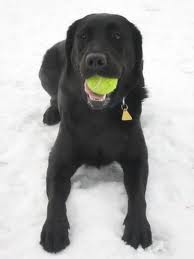 Playing in the snow