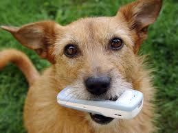 Dog Get Cell Bill