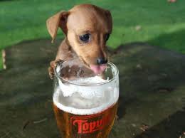 No Drinking and Puppy Buying