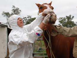 Equine Herpes