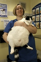 FAT CAT