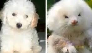 Ferret Poodle