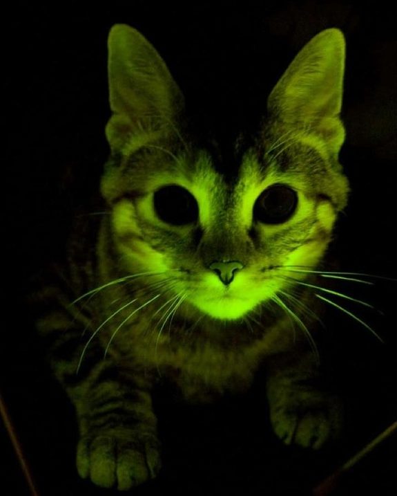 Glowing Cat