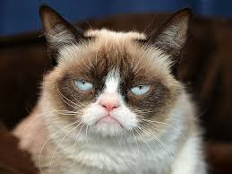 Grumpy Cat not so grumpy on Animal Radio