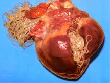 Heartworm