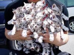 Cat Hoarding