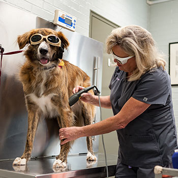 Dog Undergoing Laser Therapy