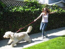 Get rid of Leash Aggression