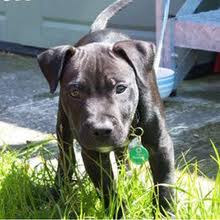 Not a Pit Bull