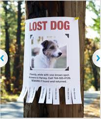 Missing Dogs