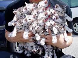 Lots of Cats