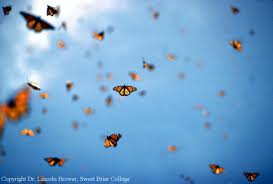 Flight of the Butterflies