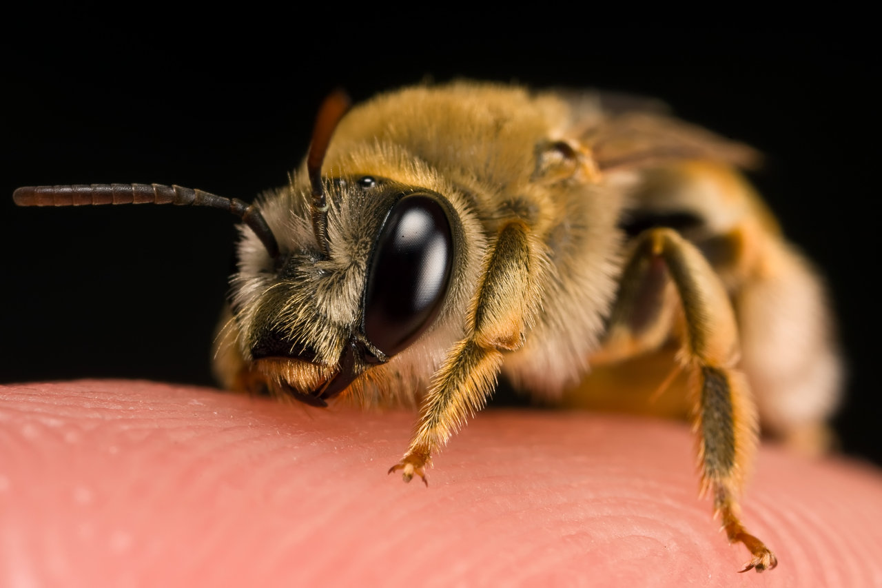 Pet Bees