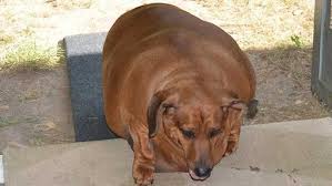 77 pound Dachshund