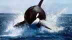 Orca Slave