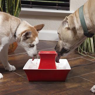 Win a PetSafe Pagoda Fountain