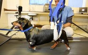 Paralyzed Dog Walks Again