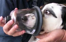 Pet Oxygen Masks on Animal Radio®