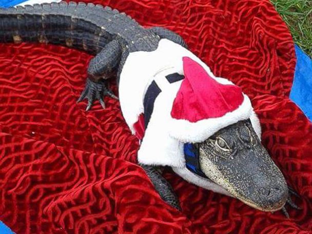 An alligator that wears clothes on Animal Radio