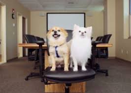 Employers offer Pet Insurance Perks