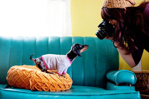 Photographing your pet