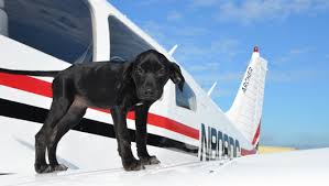 Pilots n Paws Kathleen Quinn Charleston is on Animal Radio®