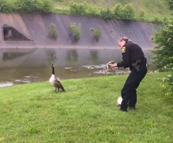 Cops save goslings