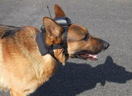 Police Dog Camera