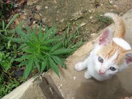 Medical Marijuana for our Pets