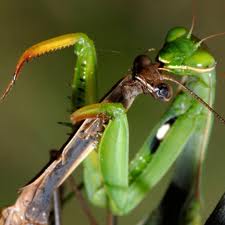 Praying Mantis Sex Sucks.for the guy.