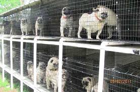 No to Puppy Mills