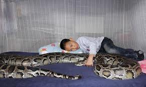 python babysitter