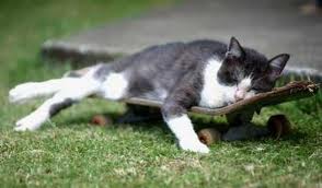 Skateboarding Cat