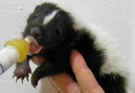 Skunk Rescue