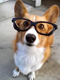 Smart Dog